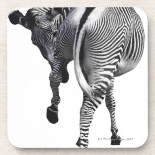 Zebra, der sich herum dreht untersetzer