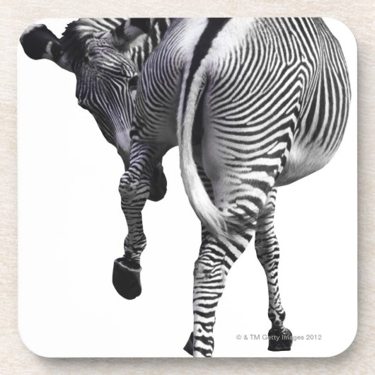 Zebra, der sich herum dreht untersetzer (Vorderseite)