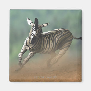 Zebra, der über die Wüstenlandschaft galoppiert Magnet