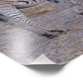 Zebra Double Take Foto (Ecke)