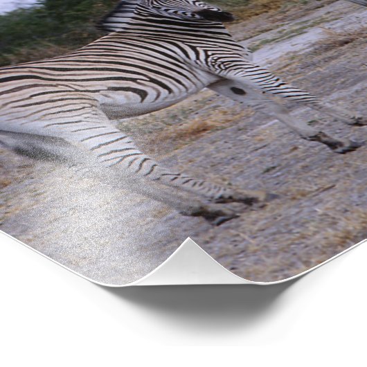 Zebra Double Take Foto (Ecke)