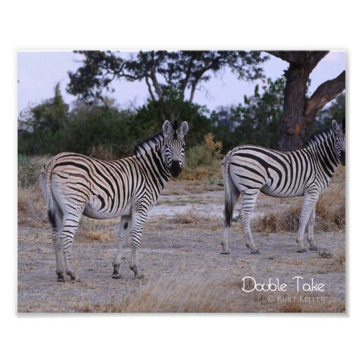 Zebra Double Take Foto (Vorne)