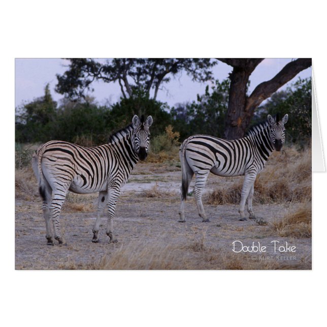 Zebra Double Take Foto (Vorderseite (Horizontal))