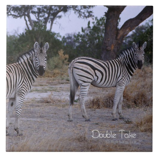 Zebra Double Take Foto Fliese (Vorderseite)