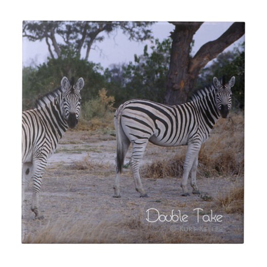 Zebra Double Take Foto Fliese (Vorderseite)