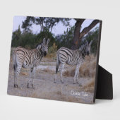 Zebra Double Take Foto Fotoplatte (Seite)