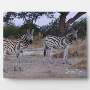 Zebra Double Take Foto Fotoplatte