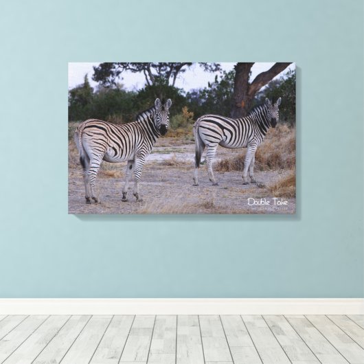 Zebra Double Take Foto Leinwanddruck (Insitu (Holzboden))