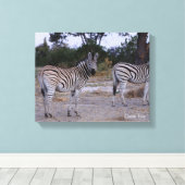 Zebra Double Take Foto Leinwanddruck (Insitu (Holzboden))