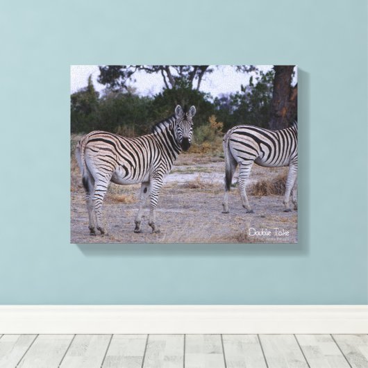 Zebra Double Take Foto Leinwanddruck (Insitu (Holzboden))