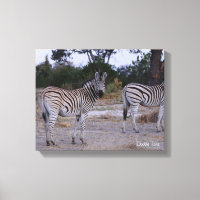Zebra Double Take Foto