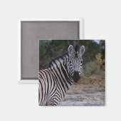 Zebra Double Take Foto Magnet (Vorderseite/Rückseite)