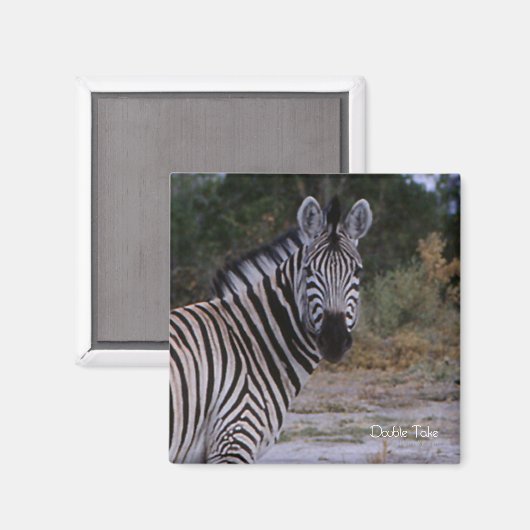 Zebra Double Take Foto Magnet (Vorderseite/Rückseite)