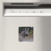 Zebra Double Take Foto Magnet (In Situ (Geschirrspüler))