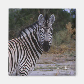 Zebra Double Take Foto Magnet (Vorne)