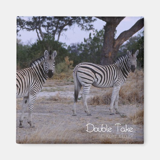 Zebra Double Take Foto Magnet (Vorne)