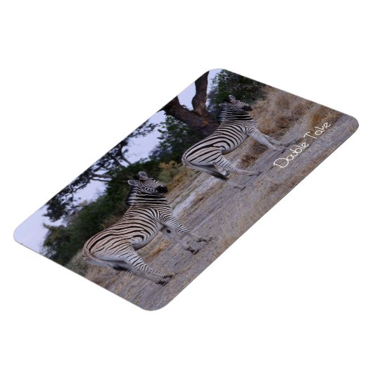 Zebra Double Take Foto Magnet (Linke Seite)