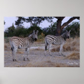 Zebra Double Take Foto Poster (Vorne)