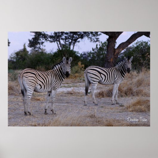 Zebra Double Take Foto Poster (Vorne)