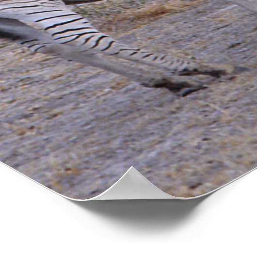 Zebra Double Take Foto Poster (Ecke)