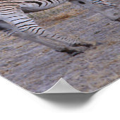 Zebra Double Take Foto Poster (Ecke)