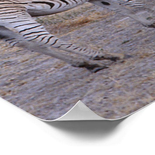 Zebra Double Take Foto Poster (Ecke)
