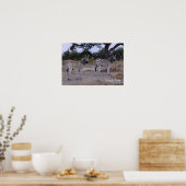 Zebra Double Take Foto Poster (Küche)