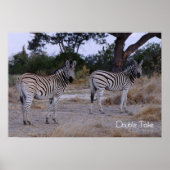 Zebra Double Take Foto Poster (Vorne)