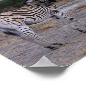 Zebra Double Take Foto Poster (Ecke)