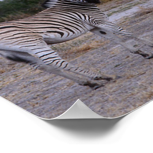 Zebra Double Take Foto Poster (Ecke)