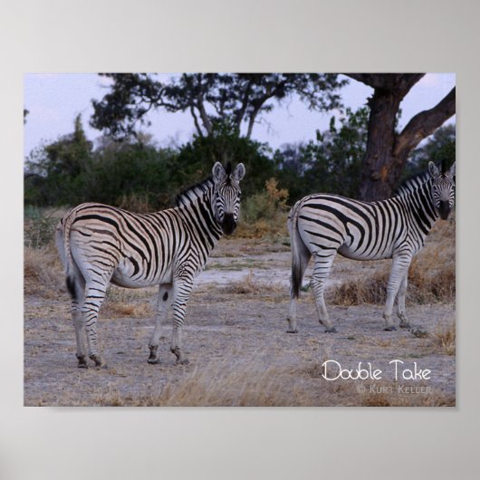 Zebra Double Take Foto Poster (Vorne)