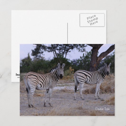 Zebra Double Take Foto Postkarte (Vorne/Hinten)