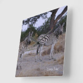 Zebra Double Take Foto Quadratische Wanduhr (Winkel)
