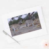 Zebra Double Take Foto Rechteckiger Aufkleber (Umschlag)