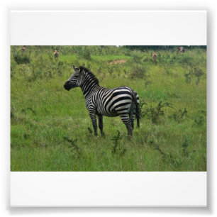 Zebra-Druck Fotodruck