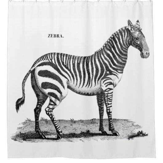 Zebra-Duschvorhang Duschvorhang (Vorderseite)