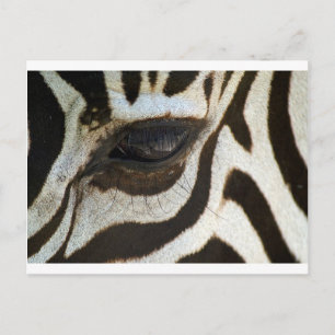 Zebra eye cute serene image postkarte