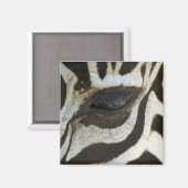 Zebra Eye Magnet (Vorderseite/Rückseite)