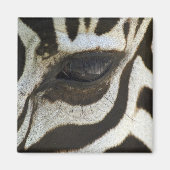 Zebra Eye Magnet (Vorne)