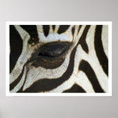 Zebra Eye Poster (Vorne)