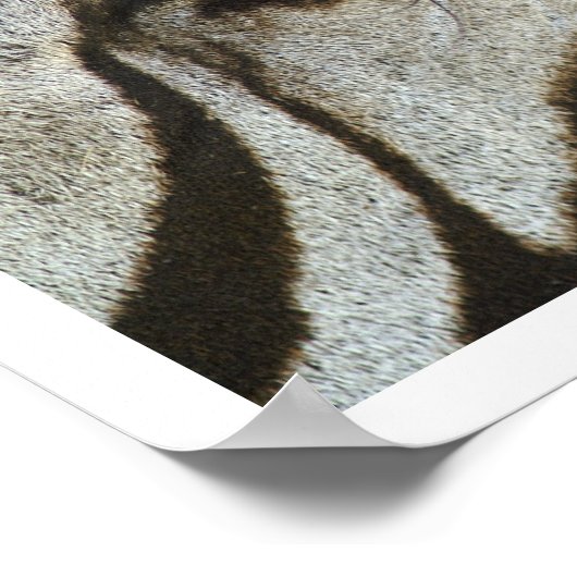 Zebra Eye Poster (Ecke)