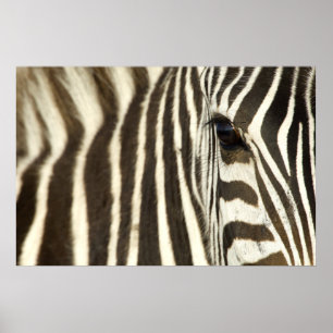 Zebra Eye Poster
