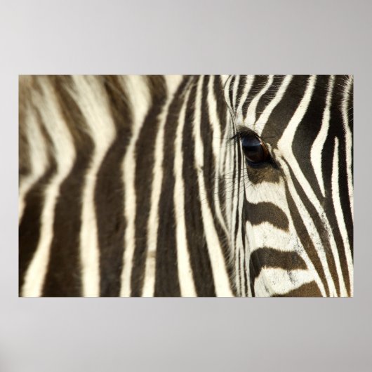 Zebra Eye Poster (Vorne)
