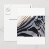 Zebra Eye Postkarte (Vorne/Hinten)