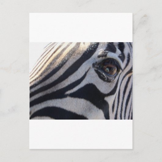 Zebra Eye Postkarte (Vorderseite)