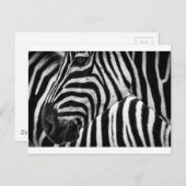 Zebra Face Postkarte (Vorne/Hinten)
