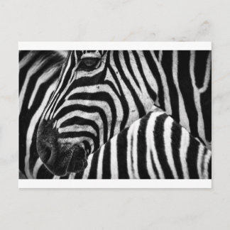 Zebra Face Postkarte