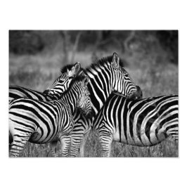 Zebra-Familie Fotodruck