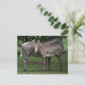Zebra-Familie Postkarte (Stehend Vorderseite)