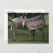 Zebra-Familie Postkarte (Vorne/Hinten)